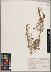 Foto von Salix exigua Nutt.